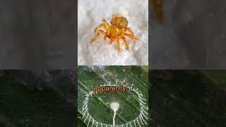 SİLKHENGE SPİDER 😨🕷️