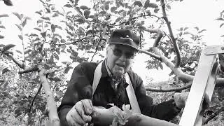 Ken's been picking apples for over 85 years. Rolling Prairie Indiana