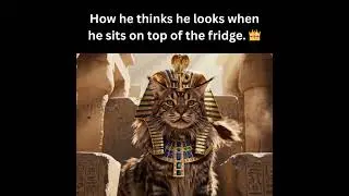Why Your Cat ACTUALLY Acts Like a God... 👑😼