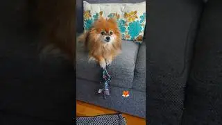 Pomeranian playing with her toy 🧸