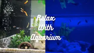 Aquarium for Relaxation | Fish Tank For Stress Free Life #aquarium #aquariumhobby #fish #fishtank 