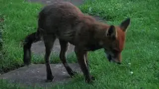 Charlotte our Fox mange and treatment