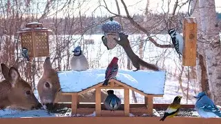 🔴 Snowy Bird Feeder - Continuous Winter Birds, Squirrels, & Deer