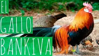 EL GALLO BANKIVA