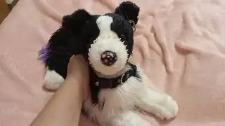 Reviewing the Douglas Chase Border Collie