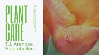 T.J. Arendse Bloembollen | Duurzaam telen met Plant Care van Vossen The New Farming Deel 1 (NL)