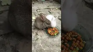 Rabbit baby chana kharaha he #rabbit #minivlog #shorts