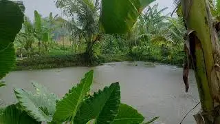 Relaxing Rain Sounds for Sleep, Study & Meditation | ASMR