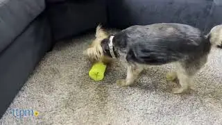 Crinkit Dog Toy from Ruff Dawg Review!