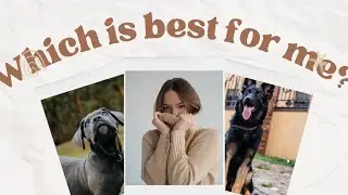 Best Dog Breed for Your Lifestyle | Don&rsquo;t Choose the Wrong Dog