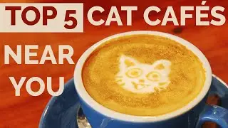 Best Cat Cafe Near Me ? | Top 5 Cat Cafe Every Cat Lover Must Visit !!