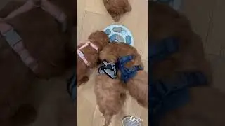 Golden Valley Cavapoo Puppies at 9 Weeks