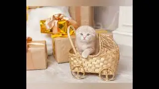 FUNNIEST CAT VIDEOS | Funny Animals Network 😹 😹