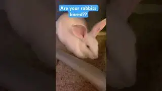 DIY rabbit toy Part 1 #diy #bunnymom #fyp #ytshorts #rabbits #toys #cute #like