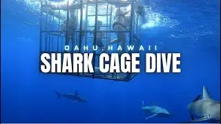Shark Cage Dive in Hawaii | Season Hawaii | Ep#2