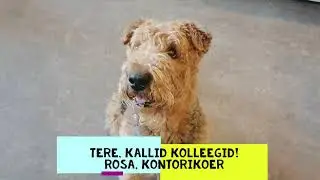 20210401 Rosa v&otilde;tab &uuml;le