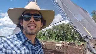 Sombra Bois Confinamento - Freshnet 70% diferença de 12°C no chão e 27°C nos bois.