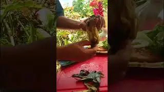 LES MOULES SALADE ET OMELETTE DES AUBIRGINE