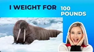 #walrus