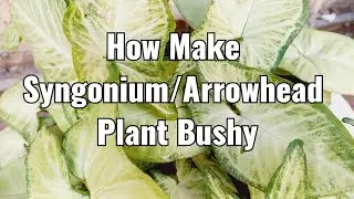 How to make Syngonium Bushy | Arrowhead | Propagation in Soil | Syngonium Care | Plant Secrets