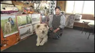 日本ユネスコ協会連盟　世界遺産活動　特別大使犬　わさお君