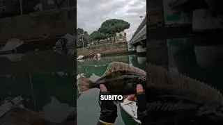 LIGHT ROCK FISHING SURPRISE! 😱🎣 *** #fish #fishing #pesca #pescare #shorts #trending #fishinglife