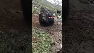 Yak is Laughing #viral #shorts #ytshorts #youtubeshorts #russia #india #pakistan