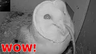 🦉🐀 CRAZY CLOSE: Barn Owl Swallows a Rat Right in Front of the Camera