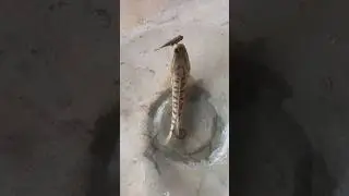 രണ്ടാളും പേടിച്ചു 😂🐟 #shorts #fishing #fish