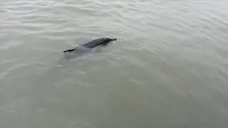 Stranded bottlenose dolphin rescued in south China