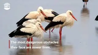 The migration of storks to Africa begins