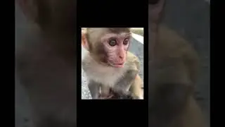monkyface❤️💕🙉🙊 || monkyfamily🐒🐒🐵 || monkylove🐒❤️ #monkylifestyle #monkylovers #monkey #monpay
