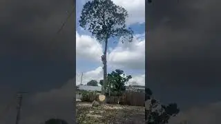 Emergency Tree Removal After Storm 🌪️ | Central Florida&rsquo;s Fastest Crew! #bigtreefall #centralflorida