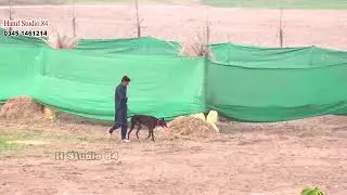#Round 3 Imported & Country Bread Male Grayhound Coursing Race Phalia Club 23 Dec 2024