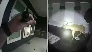 Is This the Wildest Home Invasion Ever?