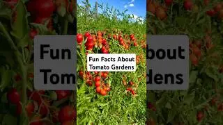 Fun Facts About Tomato Gardens!!#shorts #short #shortvideo #farming