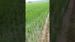 #shorts###DSR PADDY ## PB1509 ## 37DAY