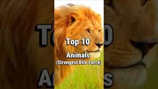 Top 10 Animals With The Strongest Bite Force