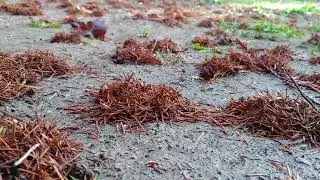 Night Crawler Middens mounds.