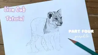 How To Draw a Realistic Lion Cub Part 4 | Real Time Graphite Tutorial