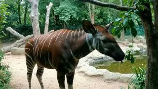 Moments You Can Only See at the Zoo