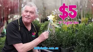 🌸 Spring into Spring with Hello Hello Plants 🪴