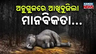 Special Report: Tragic Elephant Story: Innocent Life Lost to Human Betrayal