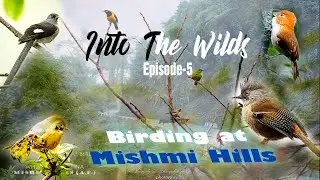 Mishmi Hills Birding Tour || INTO THE WILDS || Episode-5(Season-1) || Wildlife Vlog -2020