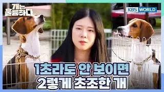 How to Train Your Dog to Wait⏳ [Dogs Are Incredible:Ep.3-4] | KBS WORLD TV 251202