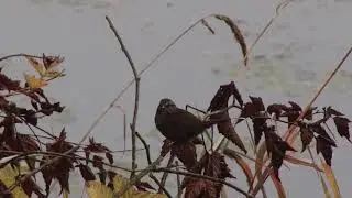 Song Sparrow
