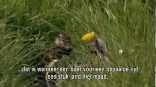 Greidefugels lit se net fleane - nl ondertiteling