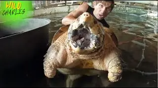 Meet KONG! The 200-Pound 