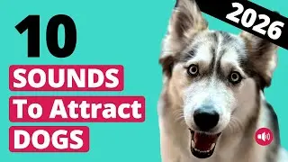 10 Sounds That Instantly Attract Dogs 2026 🐶