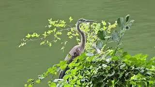 Great Blue Heron's  @ Latta Plantation